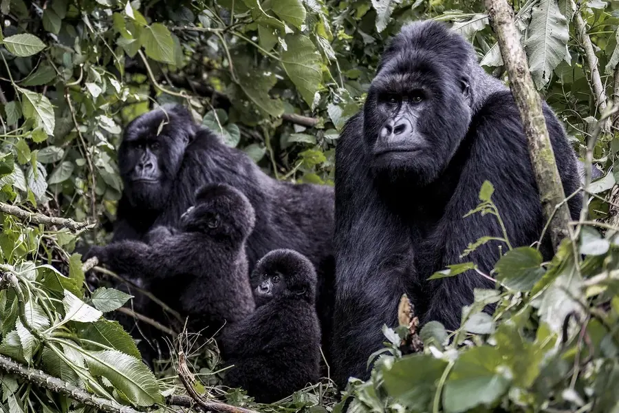 Bwindi Impenetrable Forest, Uganda — romantic gorilla safari