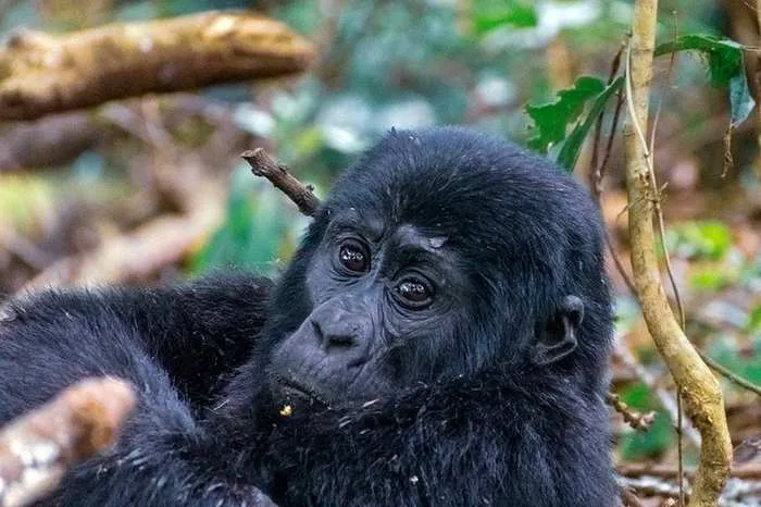 Uganda and Rwanda gorilla safari