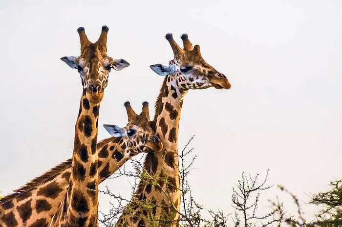 Rwanda Uganda Kenya Safari Circuit