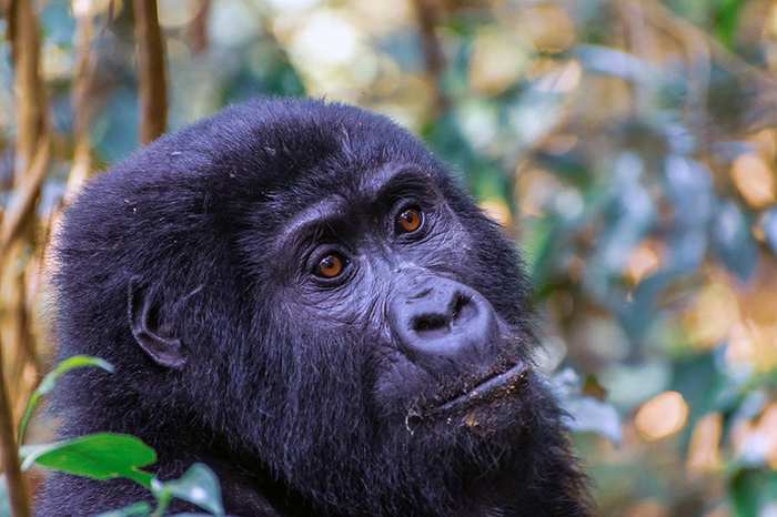Mountain Gorilla Explorer, Bwindi