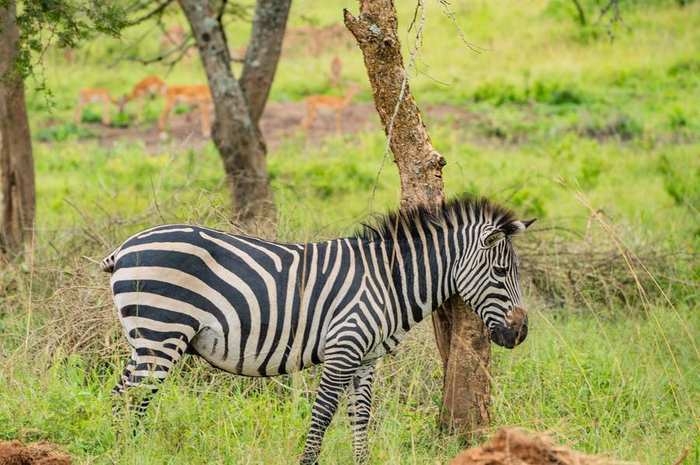 Gorilla and Lake Mburo Circuit