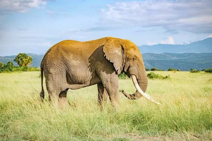 Uganda Grand Adventure Safari