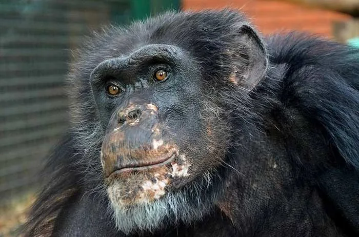 Chimpanzee portrait — Big Seven Quest Uganda