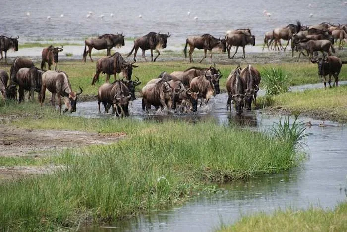 Wildebeest crossing the Mara River, Masai Mara, Kenya