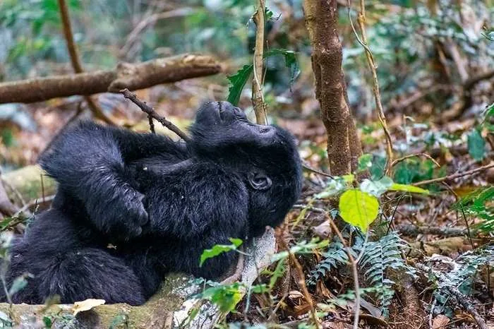 Rwenzori Mountains, Uganda