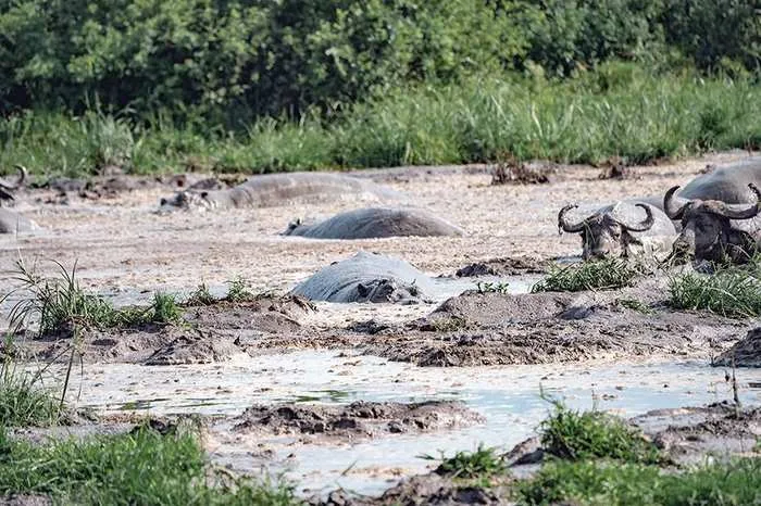 Queen Elizabeth National Park safari game drive