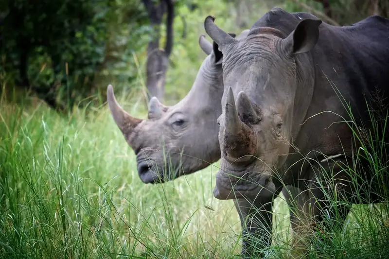 Rhino tracking at Ziwa Sanctuary, Uganda