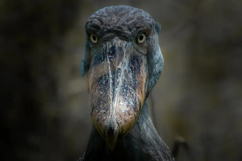 Extended Uganda Birding Safari — Shoebill stork