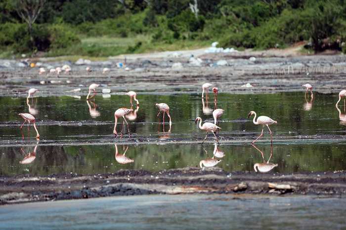 Uganda Gorillas to Masai Mara